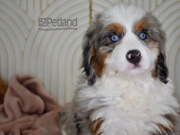 Miniature Bernedoodle Dog Female Blue Merle Tan Markings 808 Petland Independence, Missouri