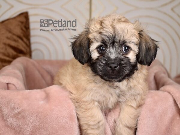 Zuchon Dog Female Sable 814 Petland Independence, Missouri