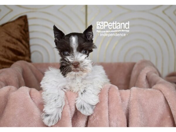 Miniature Schnauzer Dog Female Chocolate & White 5693 Petland Independence, Missouri