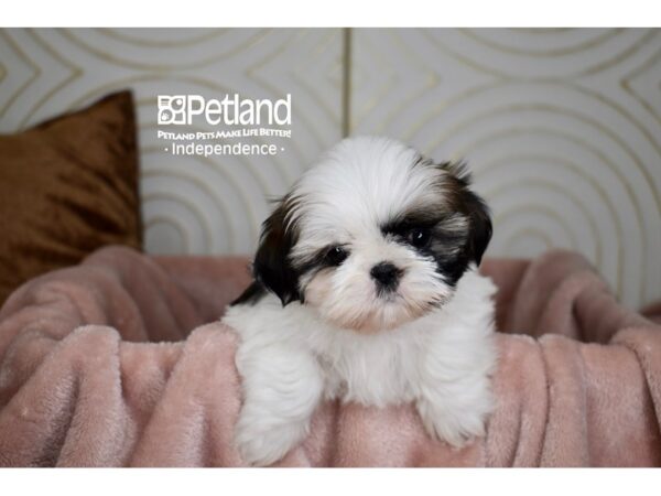 Shih Tzu-Dog-Female-Red Gold & White-5696-Petland Independence & Lee's Summit, MO