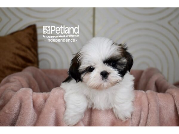 Shih Tzu Dog Female Red Gold & White 5696 Petland Independence, Missouri