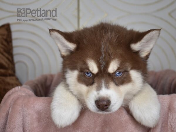 Pomsky Dog Male Red & White Tan Markings 800 Petland Independence, Missouri