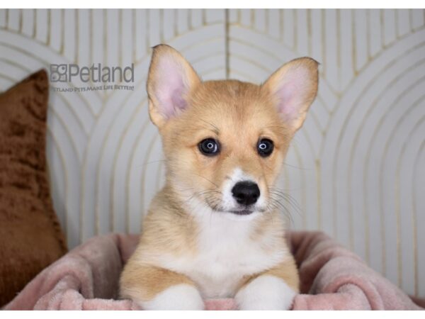 Pembroke Welsh Corgi-Dog-Female-Fawn White Markings-806-Petland Independence, Missouri