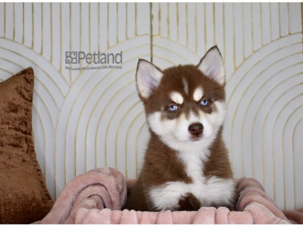 [#801] Red & White Tan Markings Female Pomsky Puppies For Sale