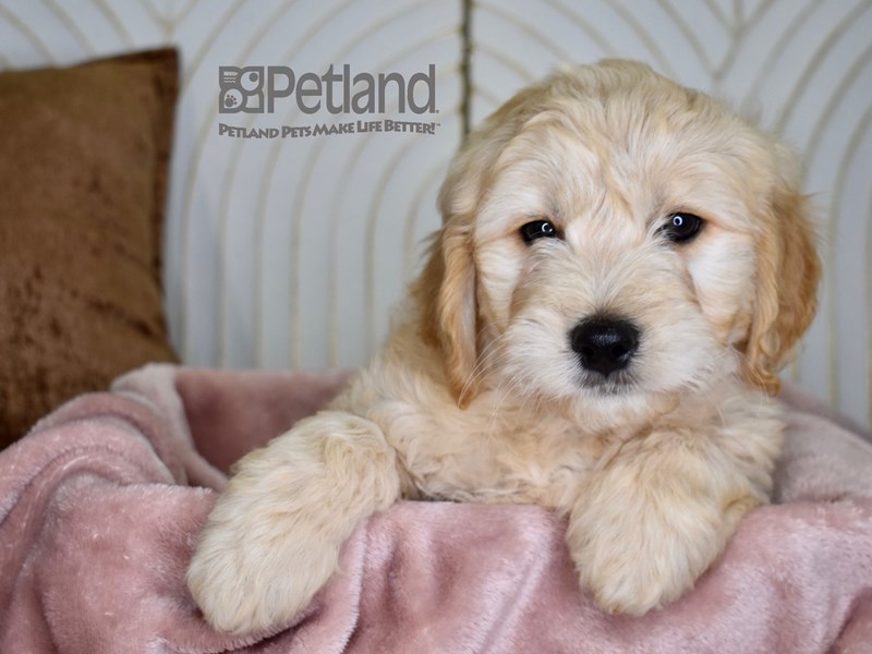 Miniature Goldendoodle - 817 Image #1