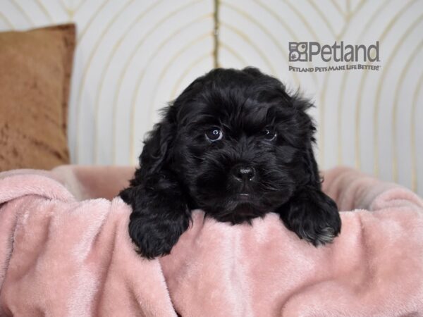 [#819] Black Female Shihpoo Puppies For Sale
