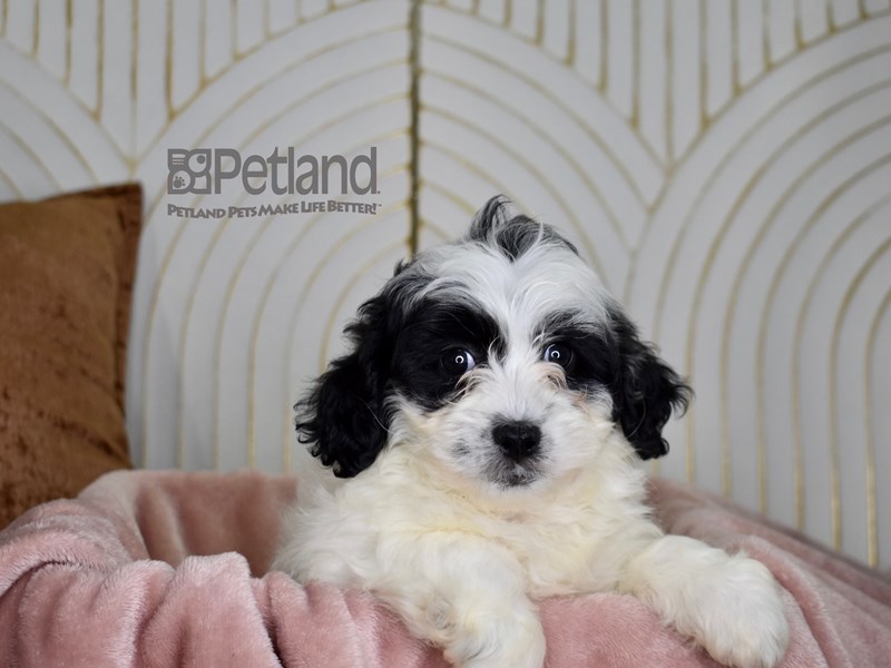 Shihpoo - 821 Image #1