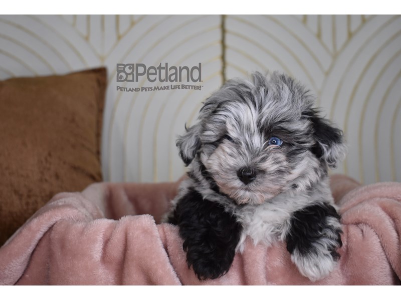 Schnoodle - 823 Image #1