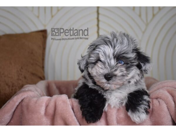 Schnoodle-Dog-Male-Blue Merle-823-Petland Independence & Lee's Summit, MO