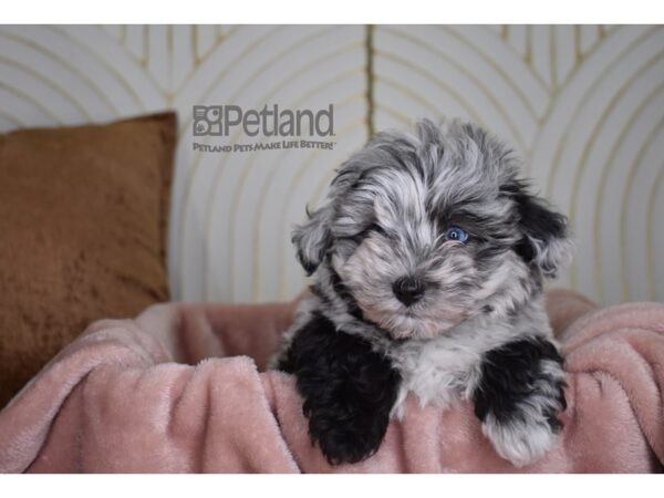 Schnoodle Dog Male Blue Merle 823 Petland Independence, Missouri