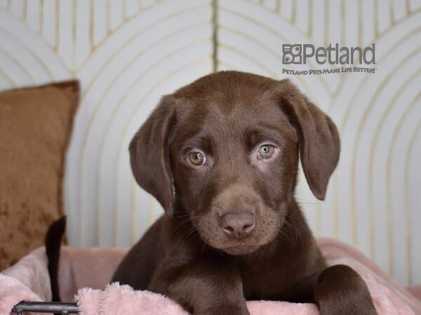 Labrador Retriever-Dog-Female-Chocolate-841-Petland Independence, Missouri