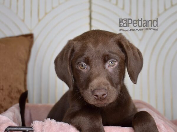 Labrador Retriever Dog Female Chocolate 841 Petland Independence, Missouri