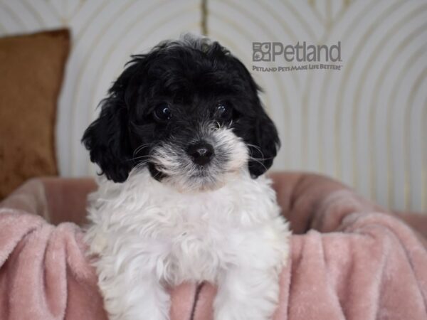 Havapoo Dog Female Black & White 828 Petland Independence, Missouri