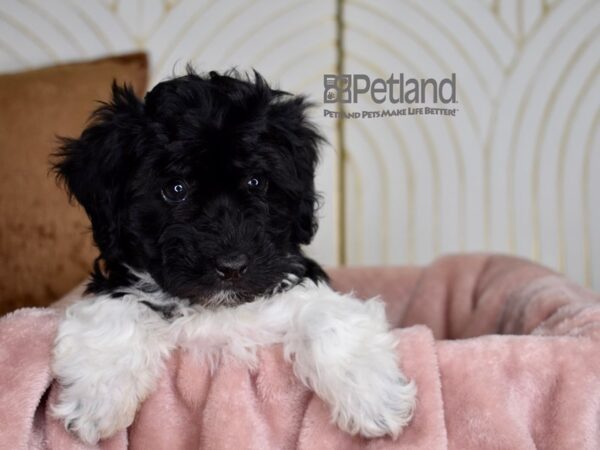[#829] Black & White Female Havapoo Puppies For Sale