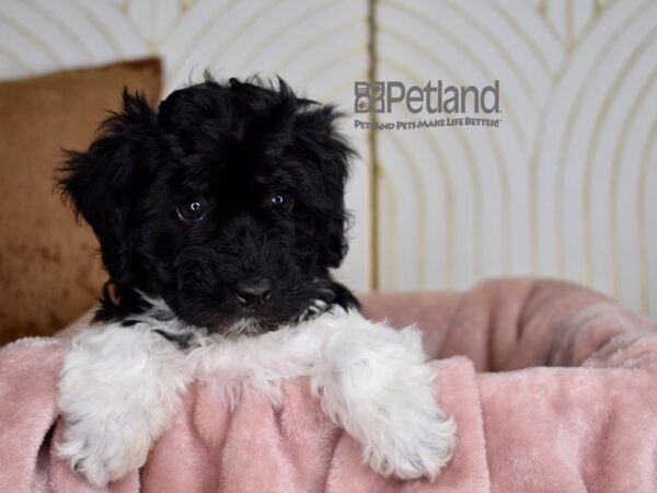 Havapoo Dog Female Black & White 829 Petland Independence, Missouri