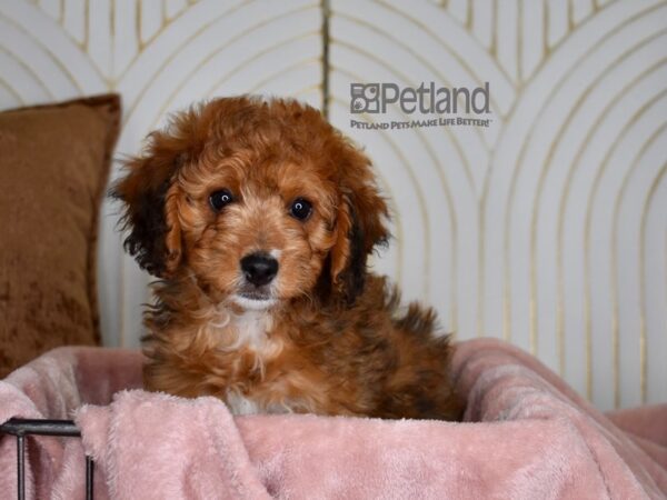 Miniature Bernadoodle Dog Female Red 838 Petland Independence, Missouri