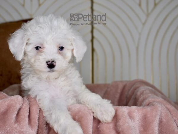 [#834] White Female Miniature Poodle Puppies For Sale