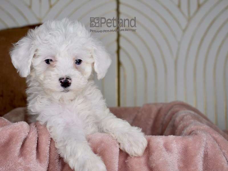 Miniature Poodle - 834 Image #1