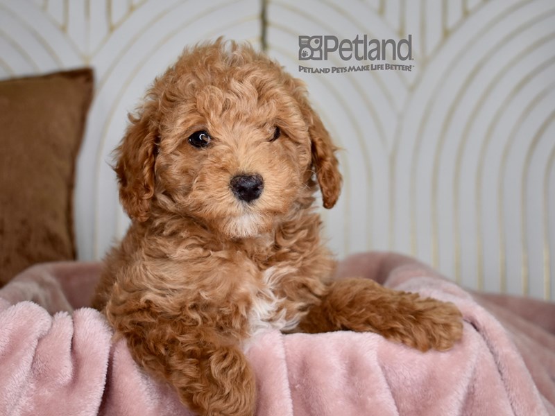 Miniature Poodle - 833 Image #1