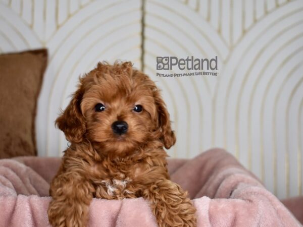 Cavapoo Dog Female Red 844 Petland Independence, Missouri