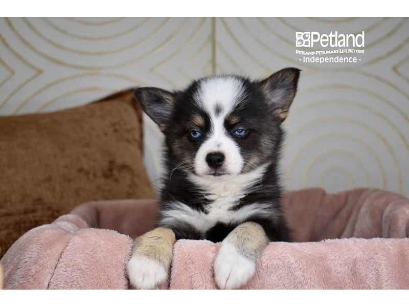 Pomsky 2nd Gen - 5705 Image #1
