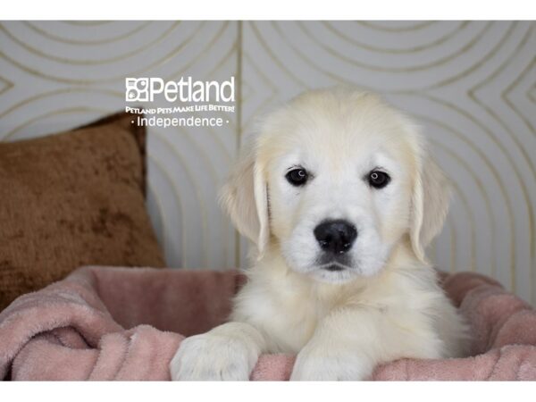 Golden Retriever Dog Male Light Golden 5702 Petland Independence, Missouri