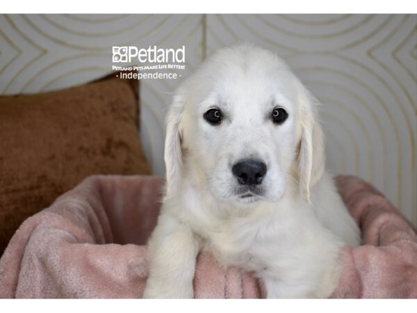 Golden Retriever Dog Female Light Golden 5701 Petland Independence, Missouri