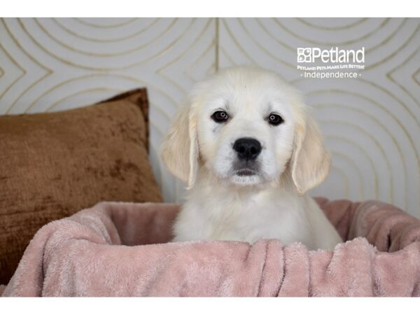 Golden Retriever Dog Female Light Golden 5700 Petland Independence, Missouri