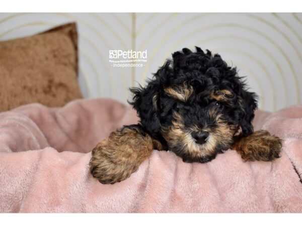 [#5703] Black & Tan Male Miniature Poodle Puppies For Sale