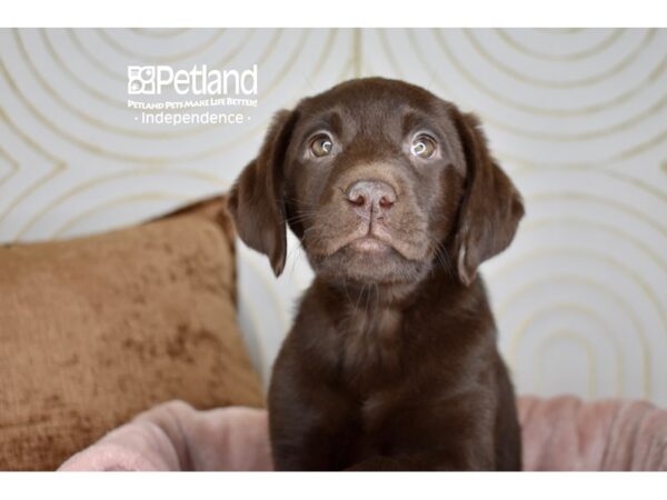 Labrador Retriever-Dog-Female-Chocolate-5707-Petland Independence, Missouri