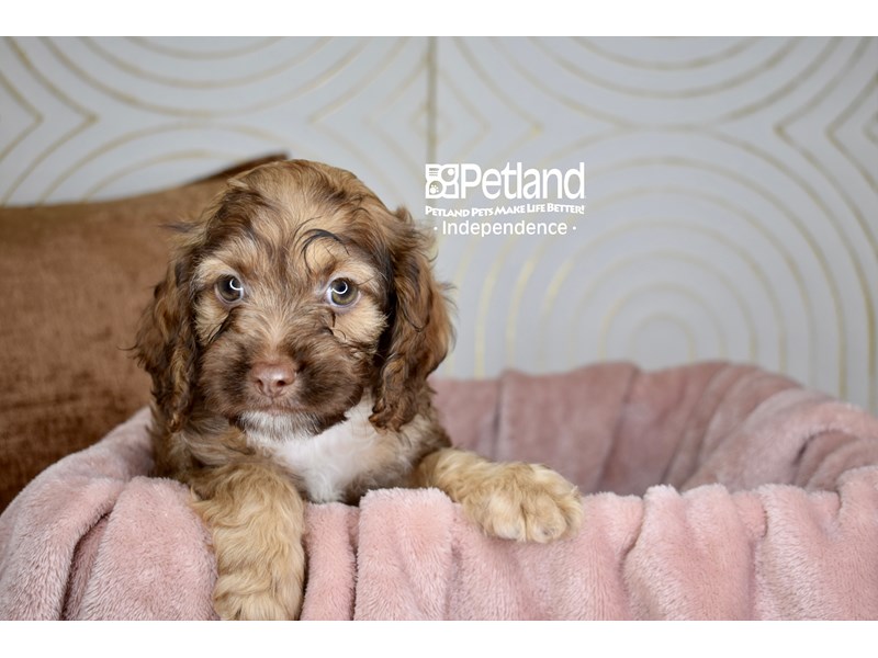 Cockapoo - 5709 Image #1