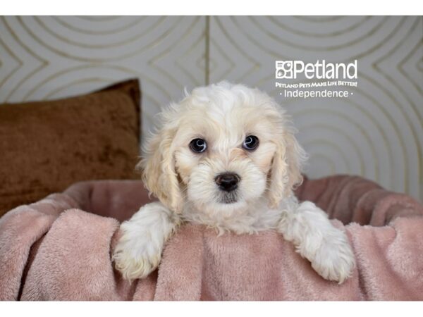 [#5710] Cream Female Cockapoo Puppies For Sale