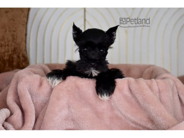 Miniature Schnauzer Dog Female Black 849 Petland Independence, Missouri