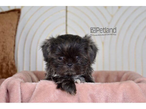 [#847] Blue Female Shih Tzu Puppies For Sale
