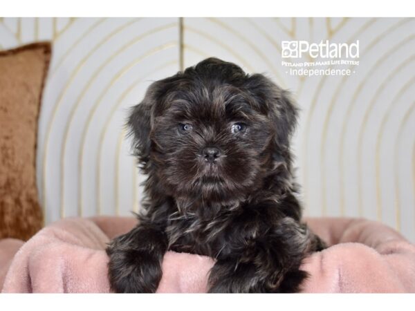 [#5714] Blue Male Shih Tzu Puppies For Sale