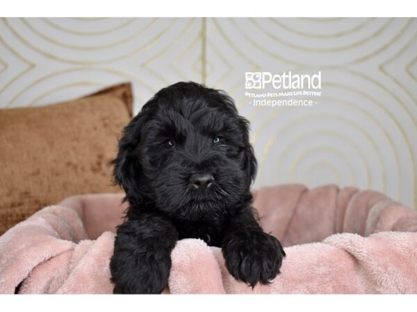 Miniature Goldendoodle Dog Female Black 5713 Petland Independence, Missouri