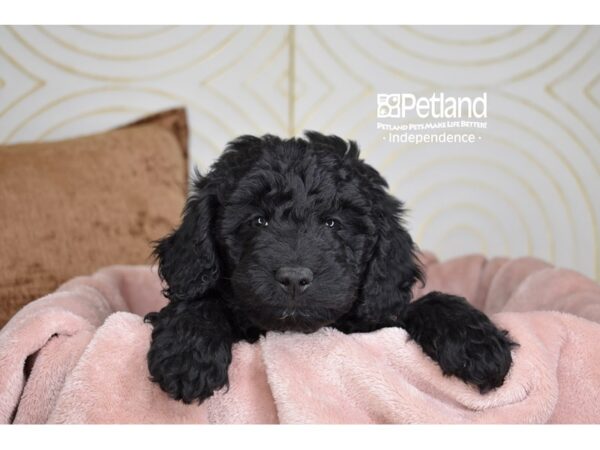 Miniature Goldendoodle Dog Male Black 5711 Petland Independence, Missouri