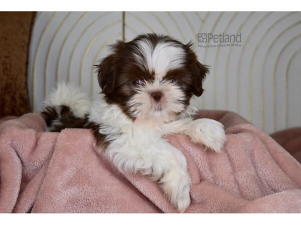 Shih Tzu Dog Male Chocolate & White 846 Petland Independence, Missouri