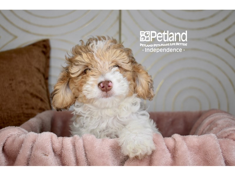 Miniature Goldendoodle - 5720 Image #1