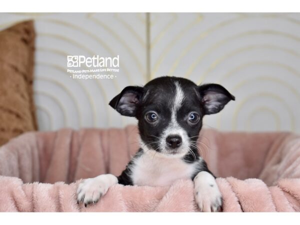 Chihuahua Dog Male Black White Markings 5716 Petland Independence, Missouri