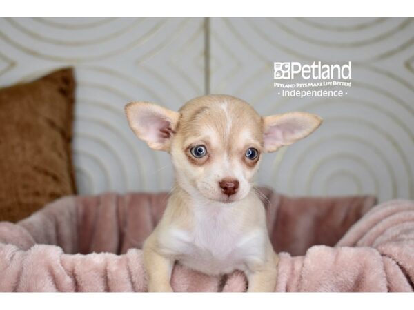 [#5717] Fawn White Markings Female Chihuahua Puppies For Sale