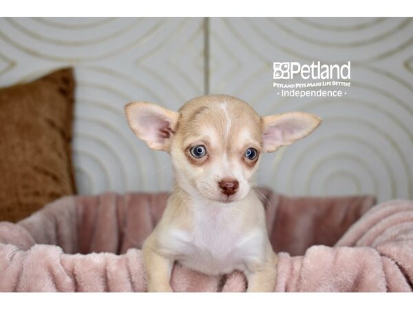 Chihuahua-Dog-Female-Fawn White Markings-5717-Petland Independence, Missouri