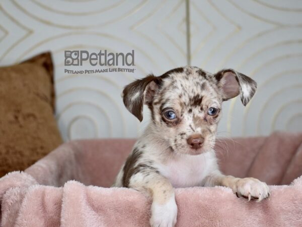 Chihuahua Dog Male Chocolate Merle 851 Petland Independence, Missouri