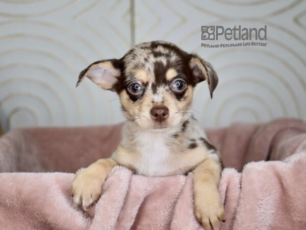 Chihuahua-Dog-Male-Chocolate Merle-852-Petland Independence, Missouri