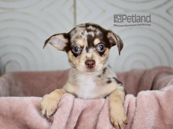 Chihuahua Dog Male Chocolate Merle 852 Petland Independence, Missouri