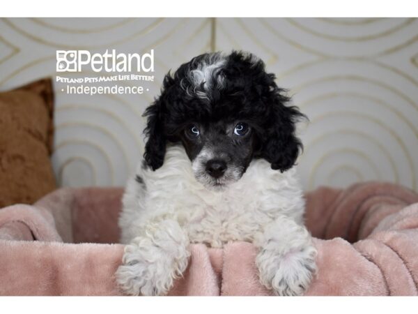 [#5724] Black Parti Female Miniature Poodle Puppies For Sale