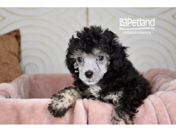 [#5723] Black & Tan Female Miniature Poodle Puppies For Sale
