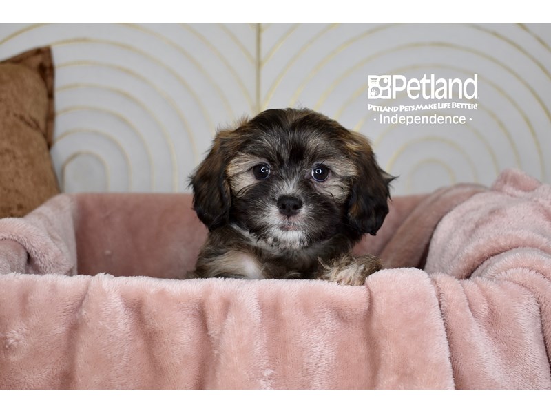 Lhasa Poo - 5722 Image #1