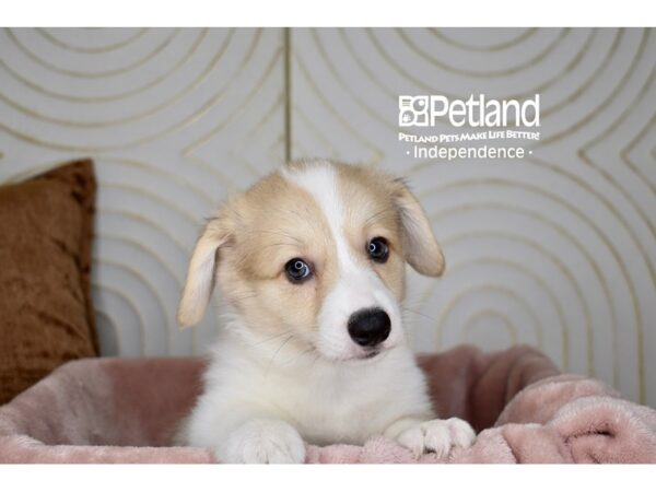 [#5727] Cream White Markings Female Pembroke Welsh Corgi Puppies For Sale