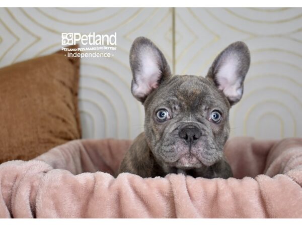 French Bulldog Dog Male Blue 5725 Petland Independence, Missouri